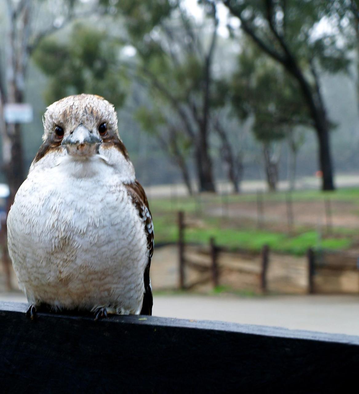 Tasman Holiday Parks - Merool On The Murray Echuca Dış mekan fotoğraf